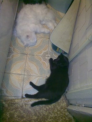 Багира и Зефир ин янь