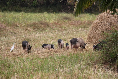 Немножко местного колорита...)))