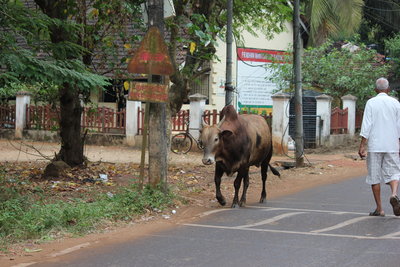 Очень много быков бродит по улицам, они почти все нечьи-просто так гуляют как у нас собаки.
