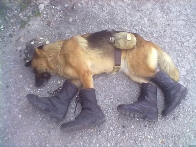 sobak.jpg (71.98 КБ) 20279 просмотров sobak.jpg