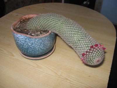 kaktus.jpg (55.85 КБ) 20793 просмотра kaktus.jpg